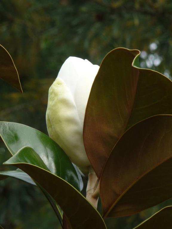 Magnolia Petal Bed & Breakfast Ganges Dış mekan fotoğraf